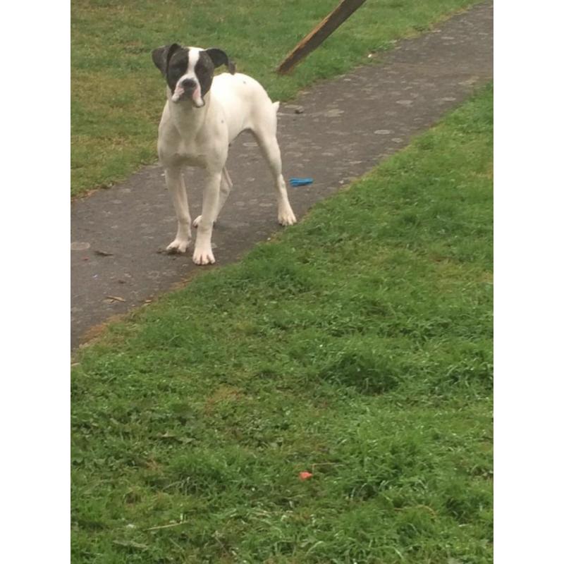 6 month old male american bulldog
