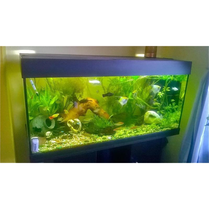 Lovely fish tank with fish