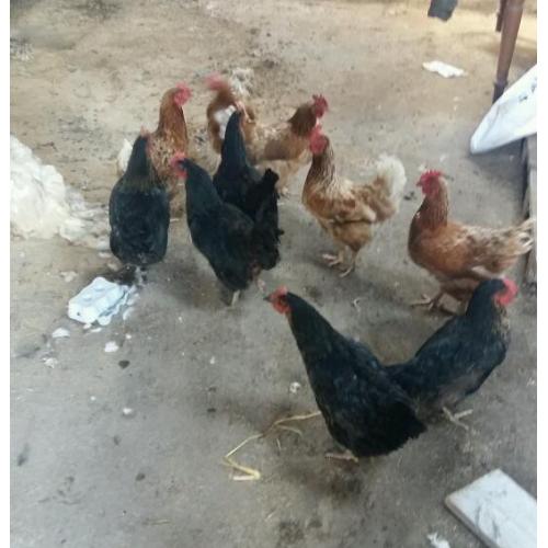 10 Hens