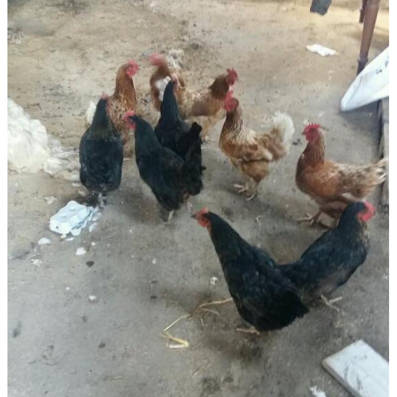 10 Hens
