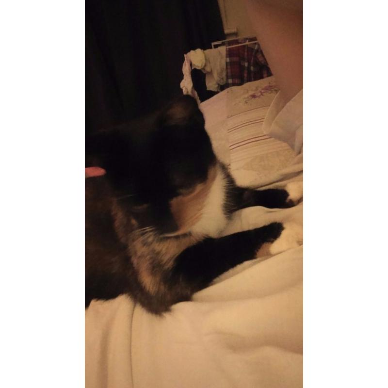 2year old female , special home required