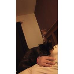2year old female , special home required