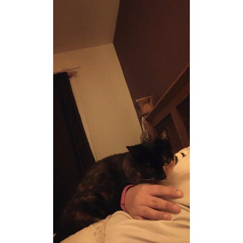 2year old female , special home required