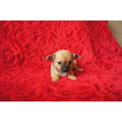 chihuahua puppies
