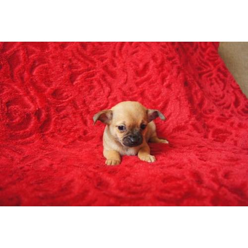 chihuahua puppies