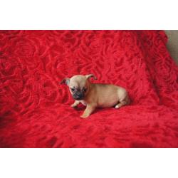 chihuahua puppies