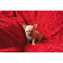 chihuahua puppies