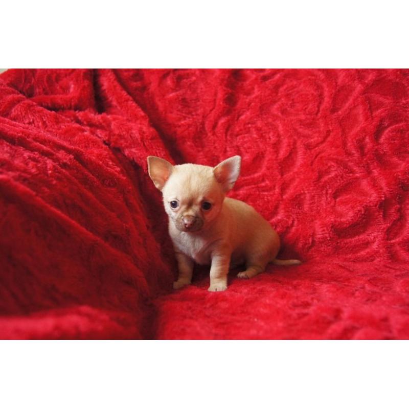 chihuahua puppies