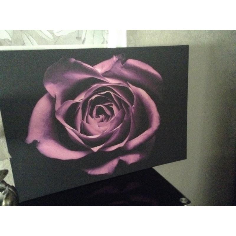 Large picture of rose