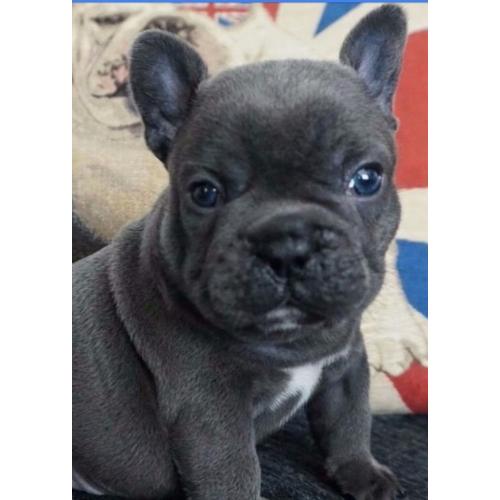 Blue french bulldogs