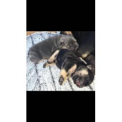 Goliath pups for sale