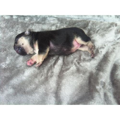Goliath pups for sale