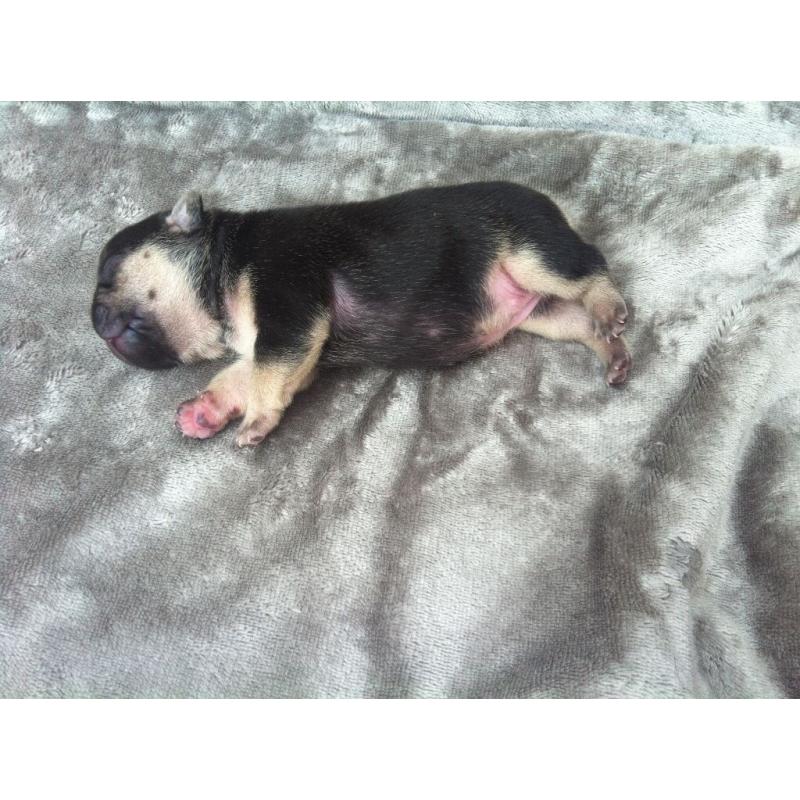 Goliath pups for sale