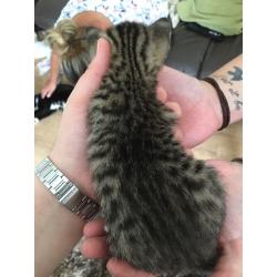 4 Kittens for sale.