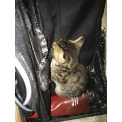 4 Kittens for sale.
