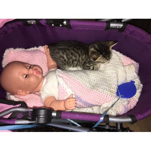 4 Kittens for sale.