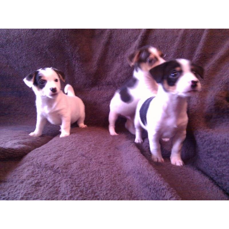 Jack Russell puppies