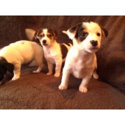 Jack Russell puppies