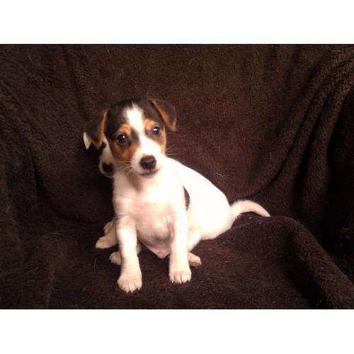 Jack Russell puppies