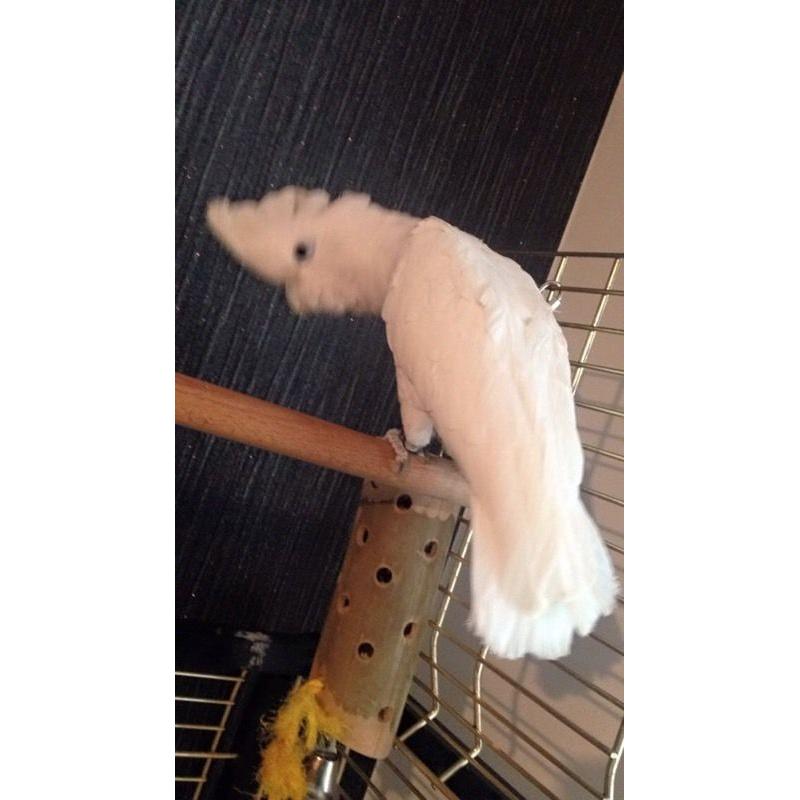 Ducorps cockatoo around year old
