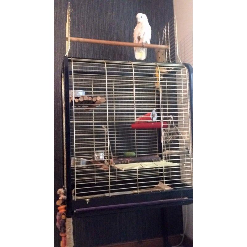 Ducorps cockatoo around year old