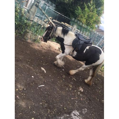 13.2hh Chunky Cob Mare for sale