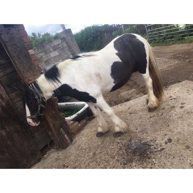 13.2hh Chunky Cob Mare for sale