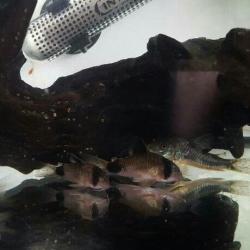 13x corys
