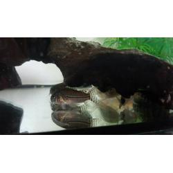 13x corys