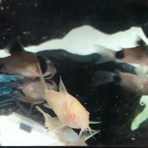 13x corys