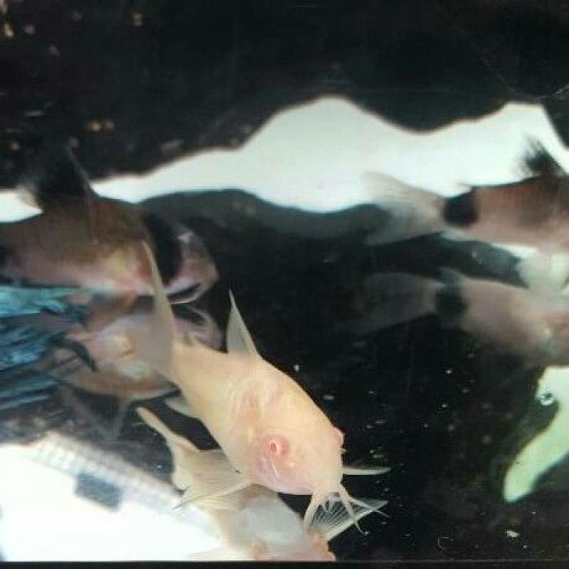 13x corys