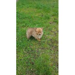 Pomerian puppys for sale