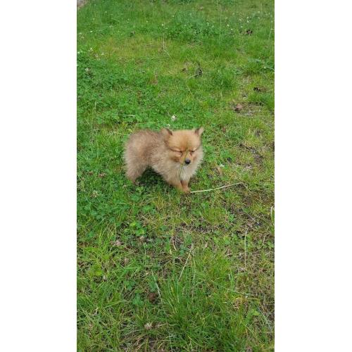 Pomerian puppys for sale