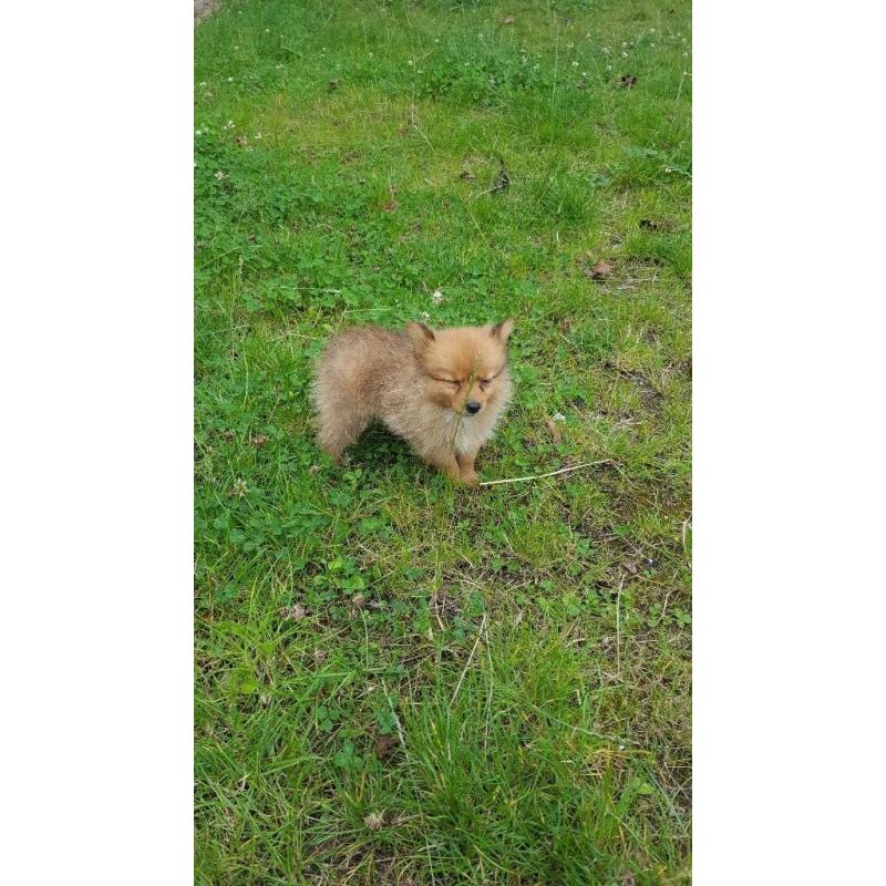 Pomerian puppys for sale
