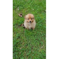Pomerian puppys for sale