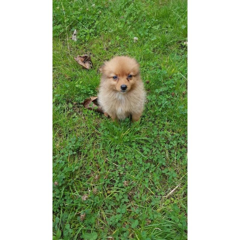 Pomerian puppys for sale