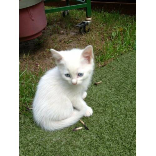 Lovely Kittens loking for new home