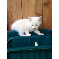 Lovely Kittens loking for new home