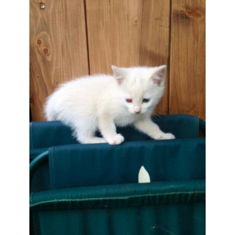 Lovely Kittens loking for new home