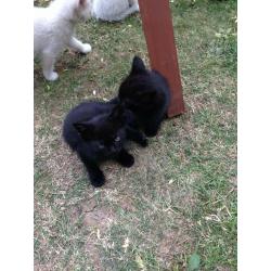 Lovely Kittens loking for new home