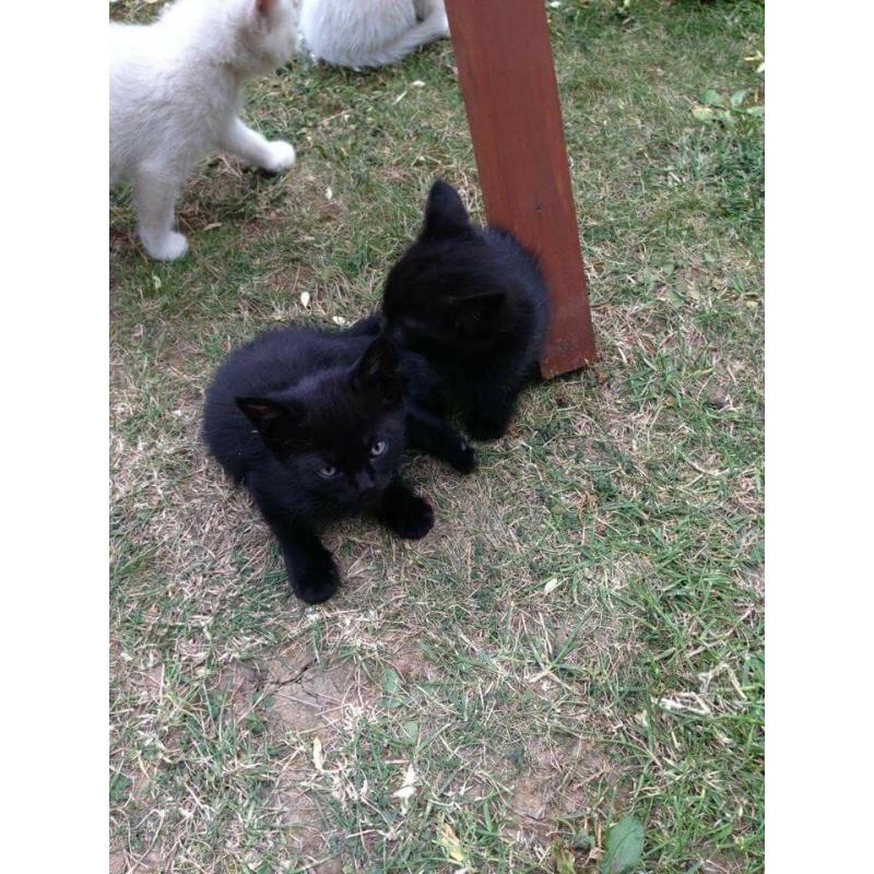 Lovely Kittens loking for new home