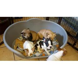 French bulldog