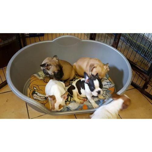French bulldog