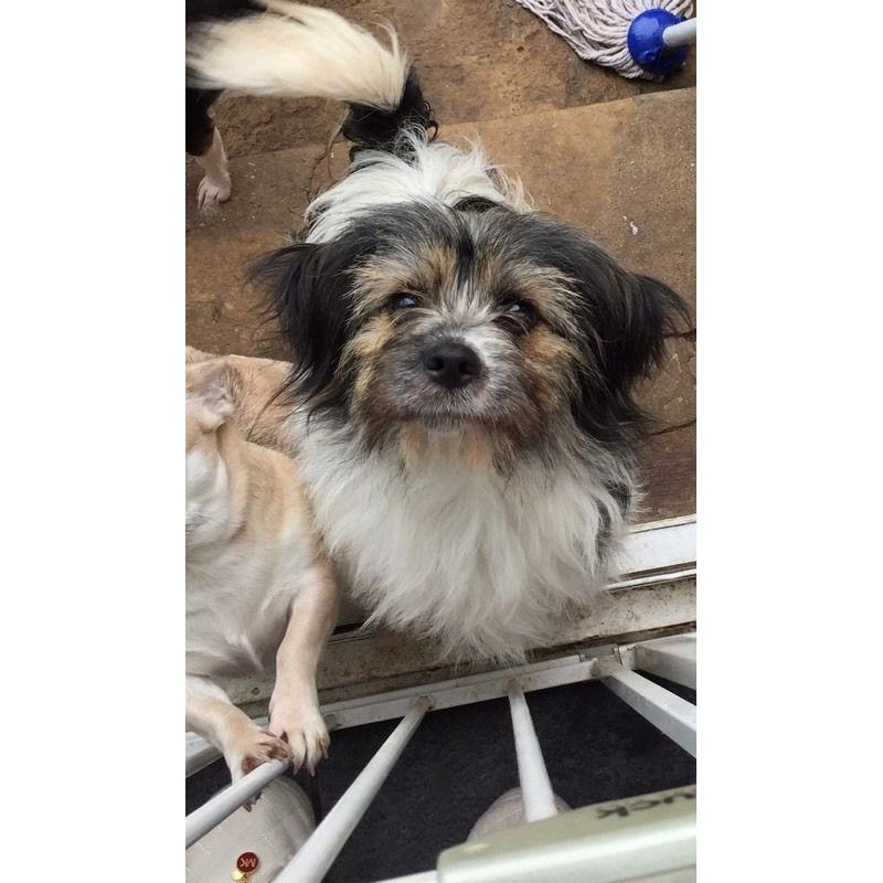 Pippin