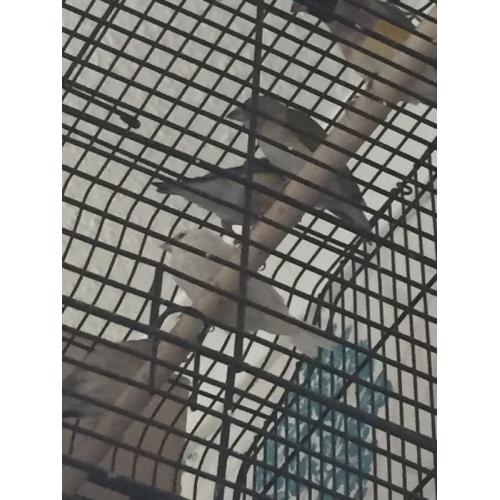 Young benglase finch