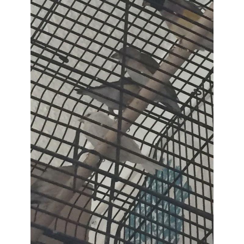 Young benglase finch