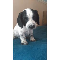 Cocker Spaniel puppy