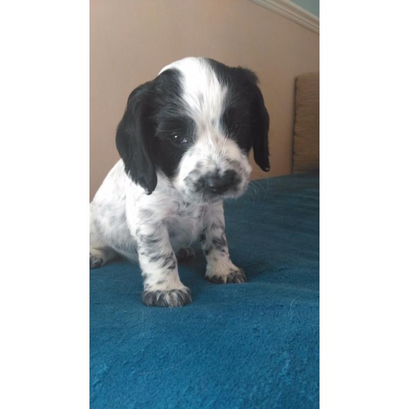 Cocker Spaniel puppy