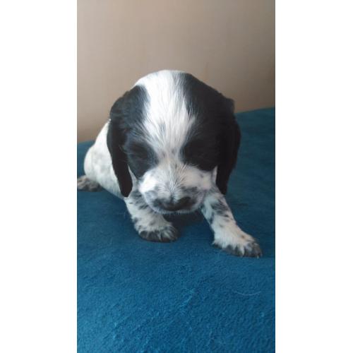 Cocker Spaniel puppy
