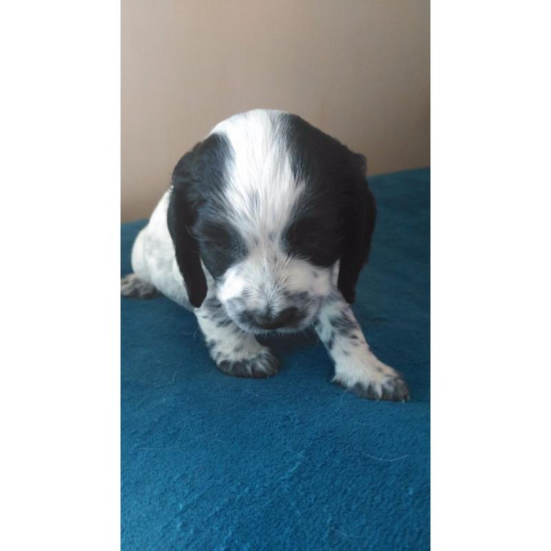 Cocker Spaniel puppy